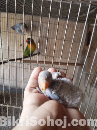 Lovebird pair with baby